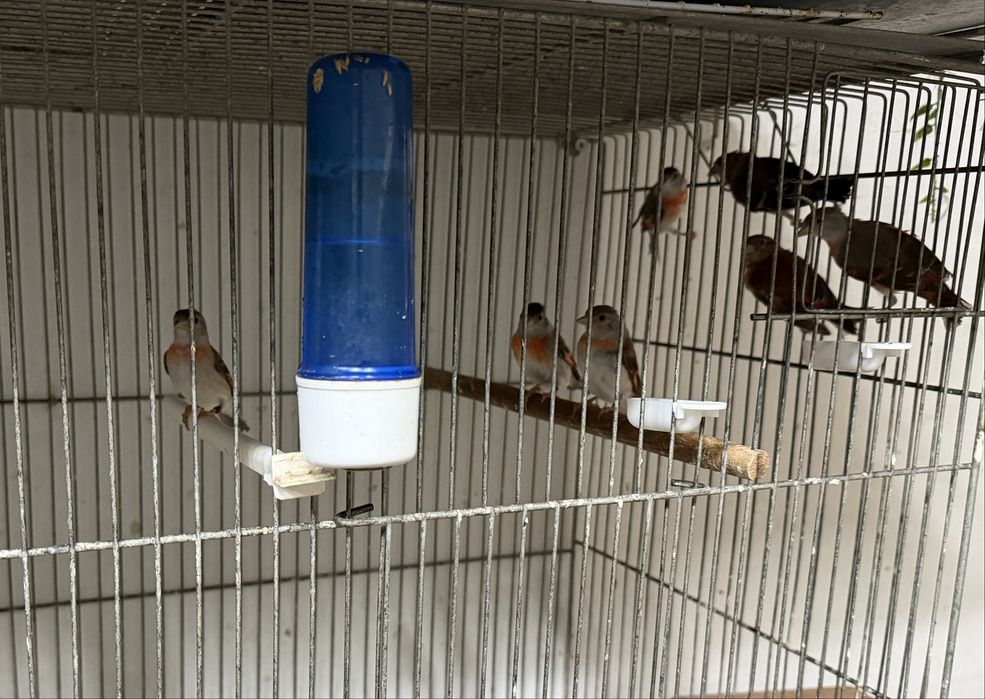 Cardinalitos da venezuela 2025 e 2026
