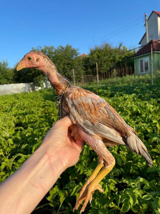 Петухи и куры бойцовых пород Бразильцы и Тайцы.Бійцеві півні.