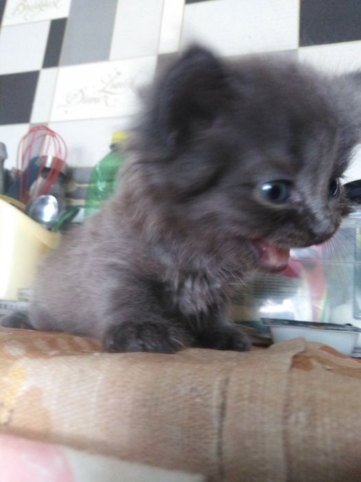 Британський висловухий котик