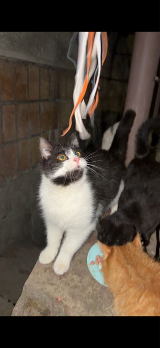 Коти мріють про домівку