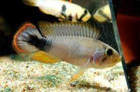 Apistogramma panduro