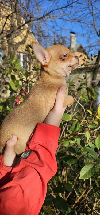 Чихуахуа КСУ девочка