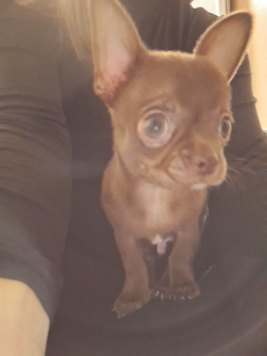 Вʼязка чихуахуа хлопчик 8 років шукає подругу