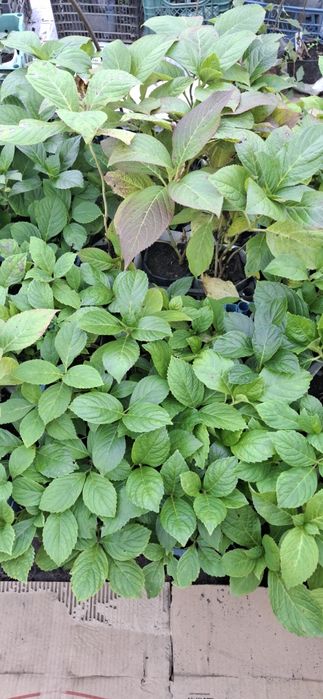 Продам сажанці гортензії