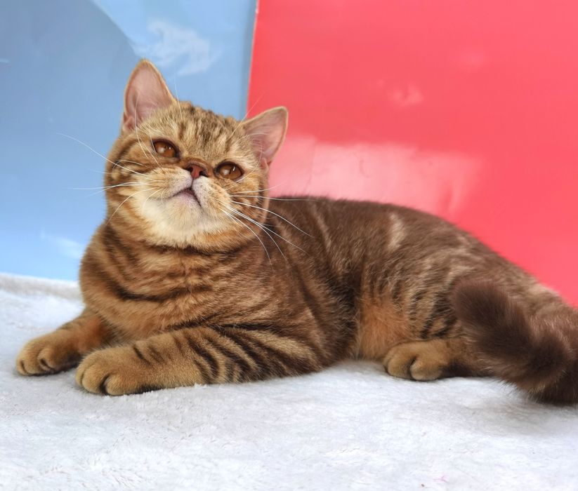 Шотландская шоколадный мрамор кошечка с документами и прививками