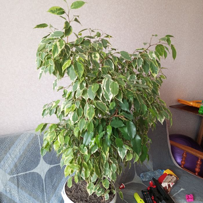 Фікус бенджаміна