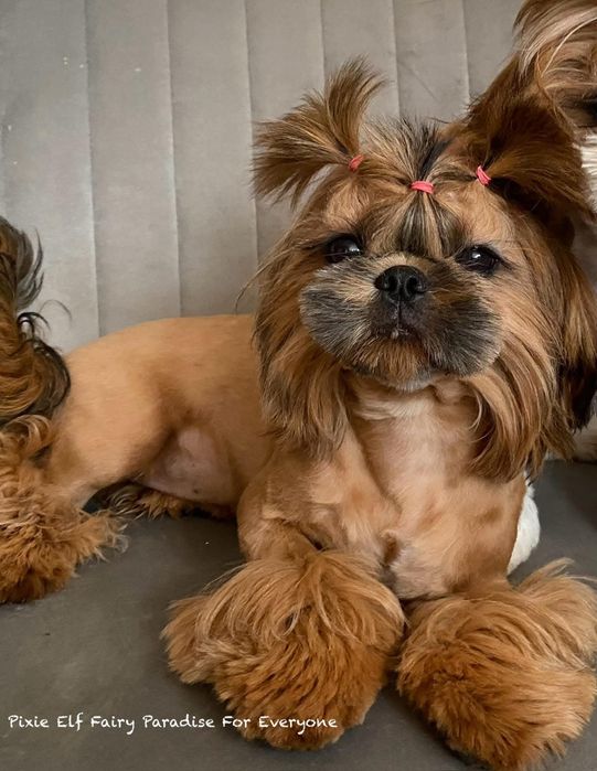 Грумінг Стрижка собак