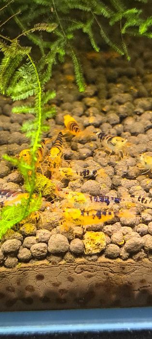 Krewetki Calceo black