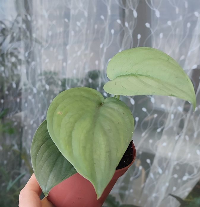 Сциндапсуси, Епіпремнуми Піктус, Требі, Марбл, Неон, Н Джой, Хеппі ліф