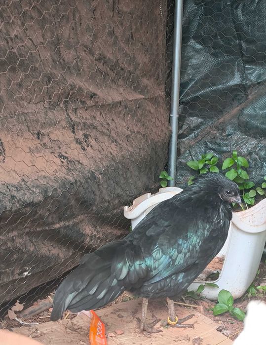 Galinha sumatra femea