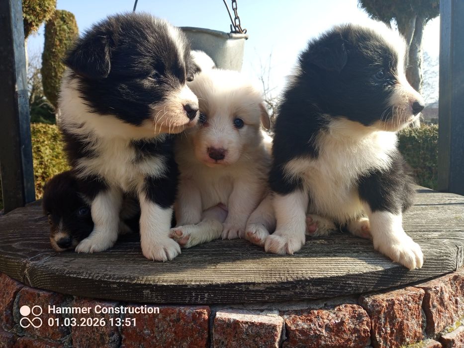 Szczeniak border collie