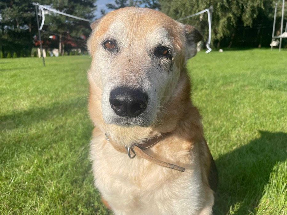 Zeus czeka na kochający dom