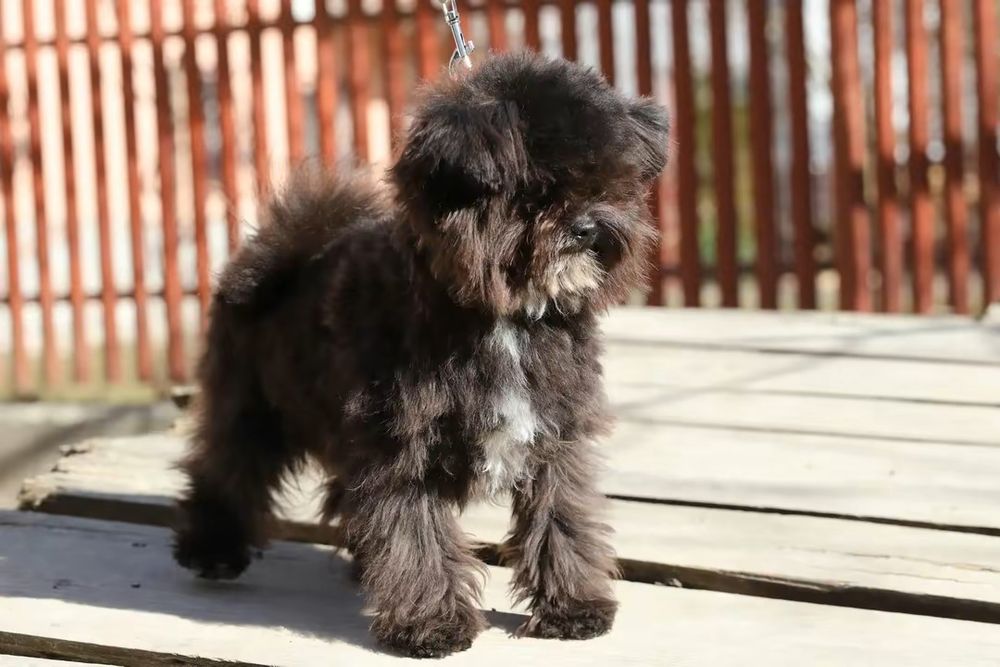 Мальтипу мини мальчик