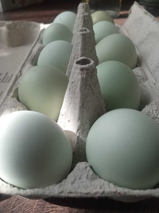 Jaja lęgowe araukana