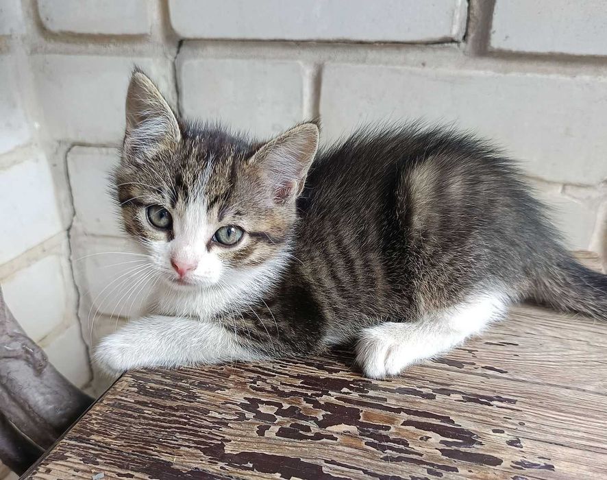 Шикарные Котята бесплатно