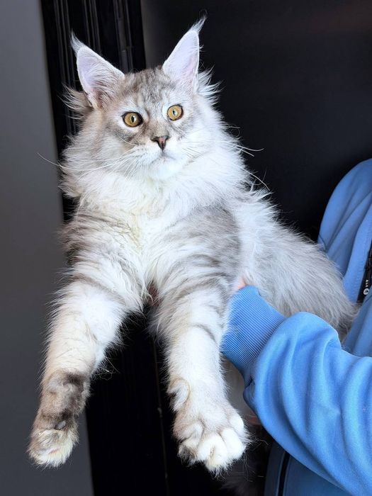 Срібний хлопчик  мейн кун