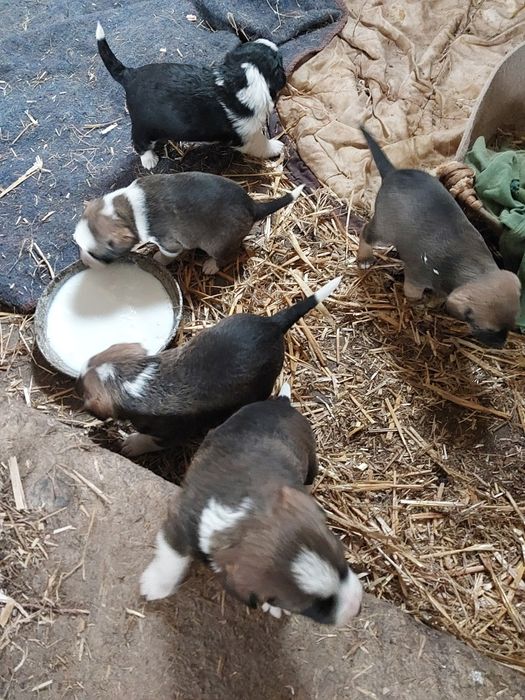 Pieski oddam za darmo!