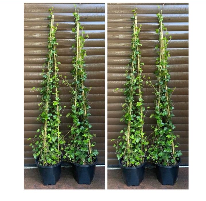 BLUSZCZ HEDRA Helix! Dostawa SADZENIE! 120, 150, 200, 250 cm pnącze