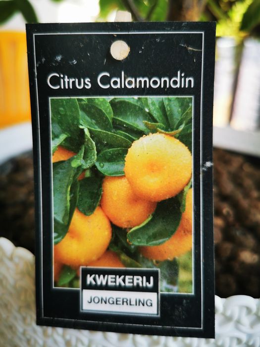 Citrus Calamondin, pomarańcza