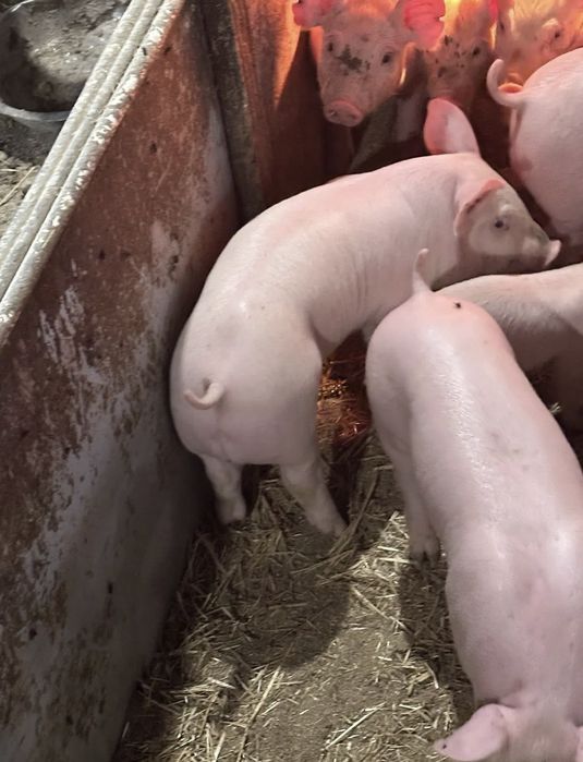 Свині живою вагою