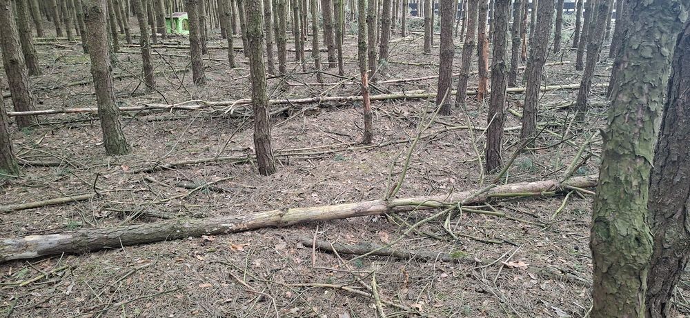 Sprzedam drzewo sosnowe opałowe