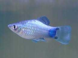 Platka Blue Mickey Mouse