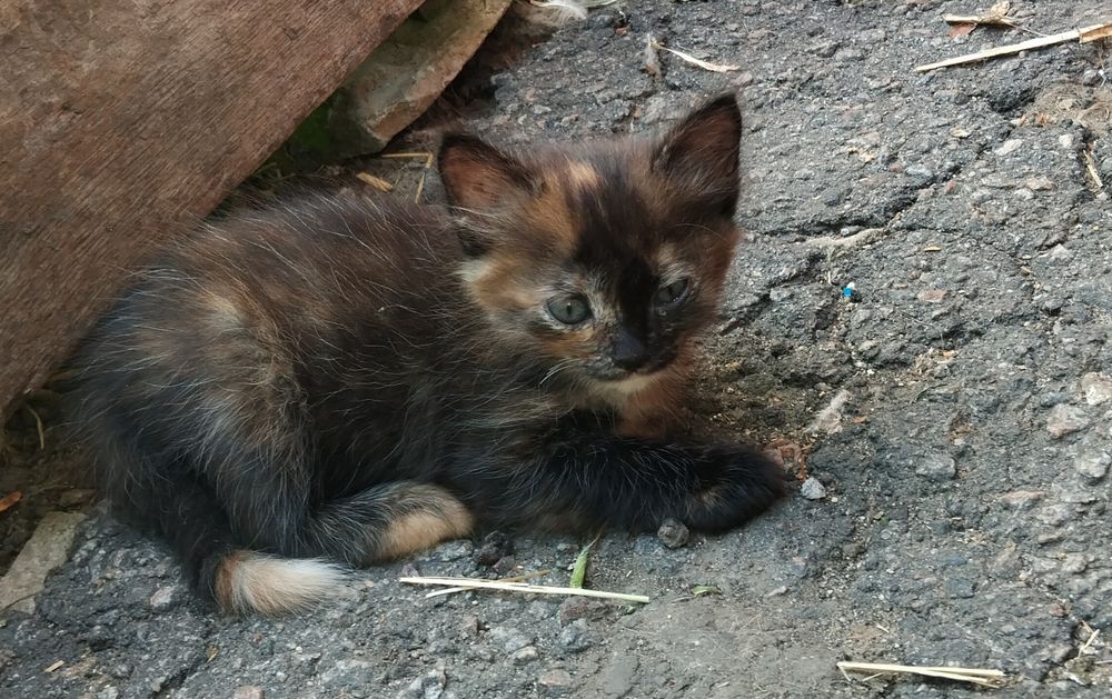 Кошенята в дбайливі руки