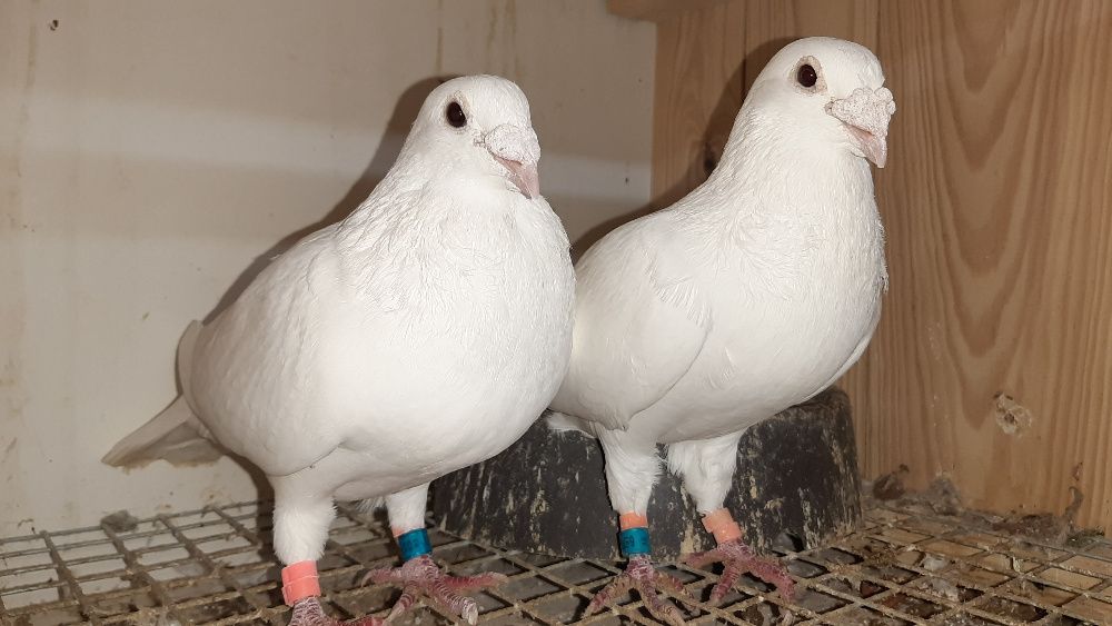 Ptaki gołębie białe pocztowe młode na 2026 r.
