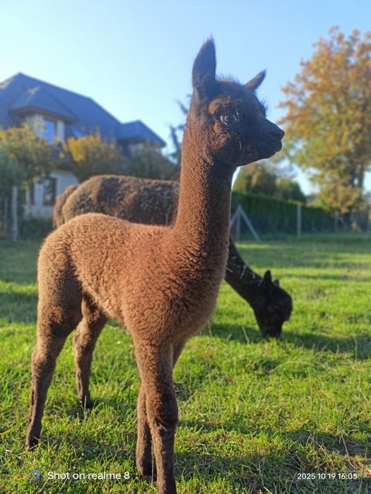 Alpaki samica Huacaya