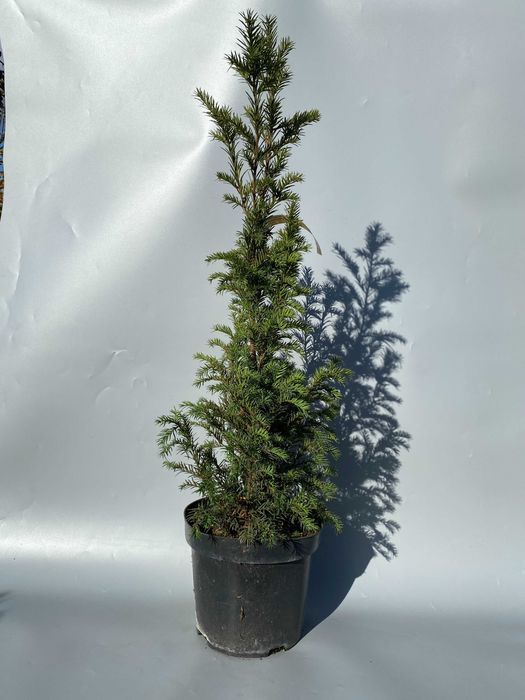 Cisy do ogrodu – Taxus baccata i Taxus × media, idealne na żywopłoty