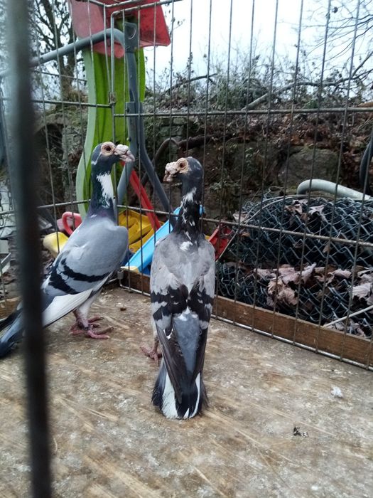 Gołębie ozdobne karier