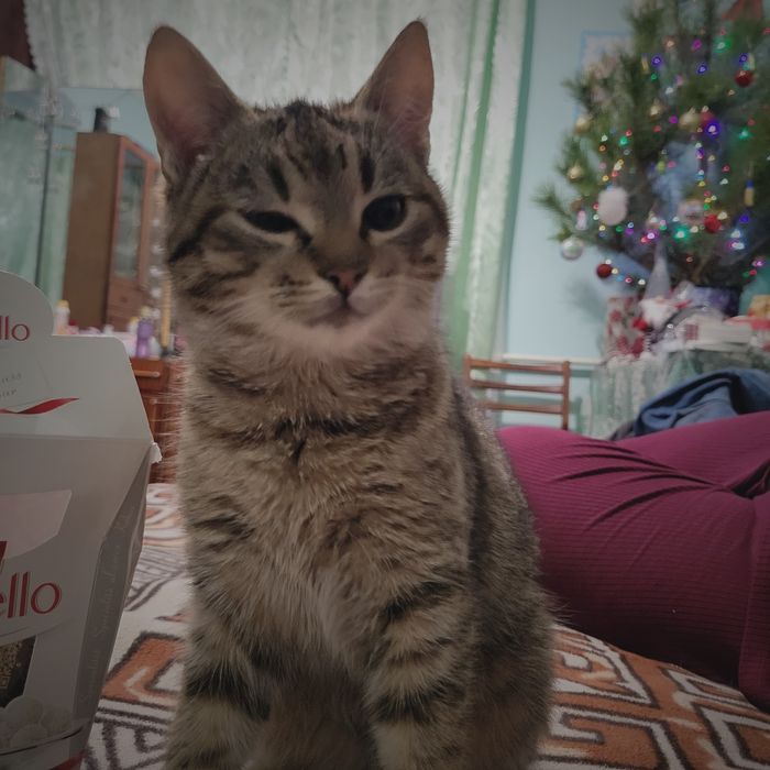 Кішка безкоштовно