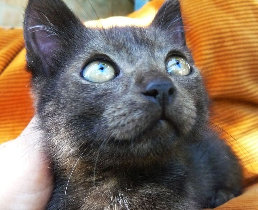 Кошенята шукають родину