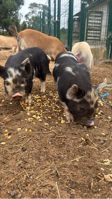 Porcos  KuneKune