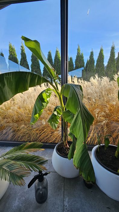 Bananowiec Musa Basioo