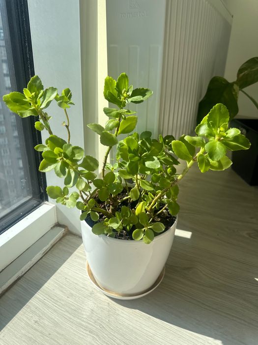 Каланхое кімнатна квітка 40 см