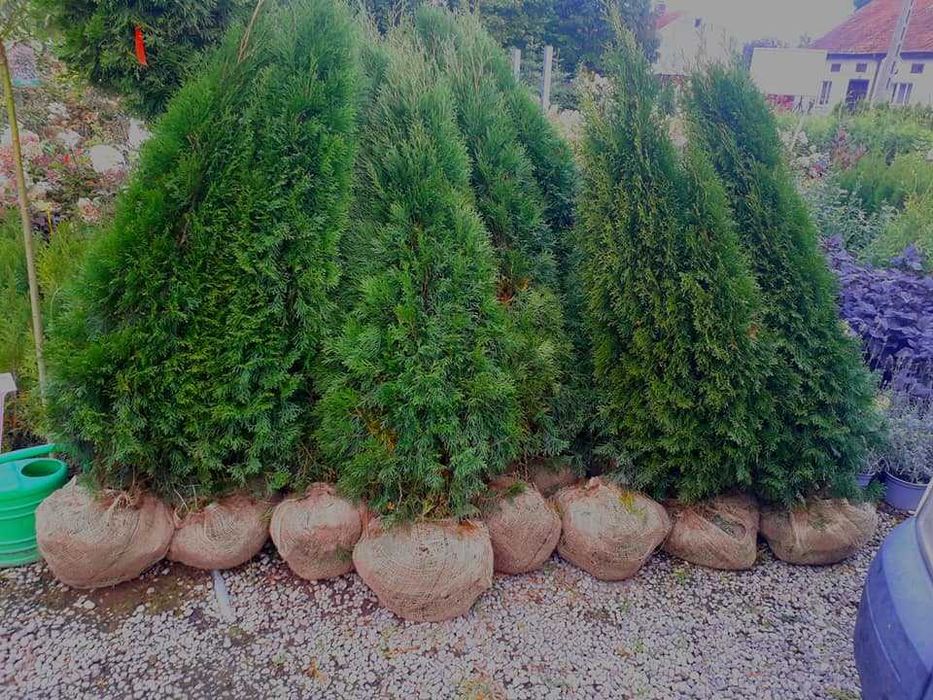 Tuja szmaragd 50 cm - 200 cm