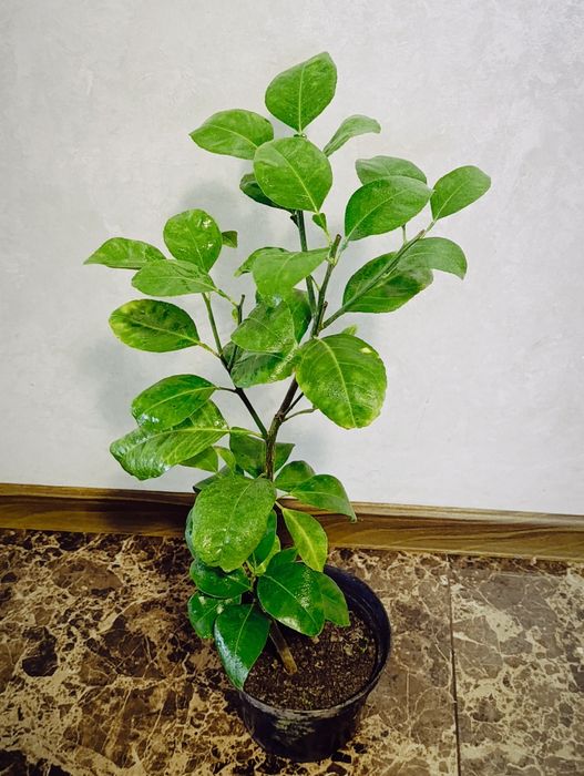 Грейпфрут саженцы