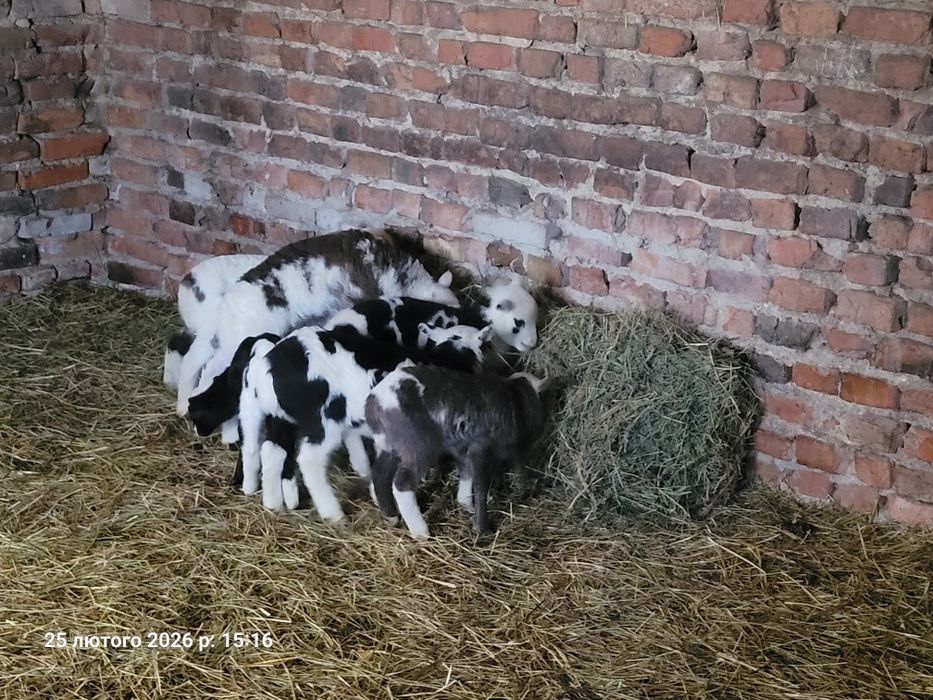 Продам  барана Дорпер (суміш з романівською)