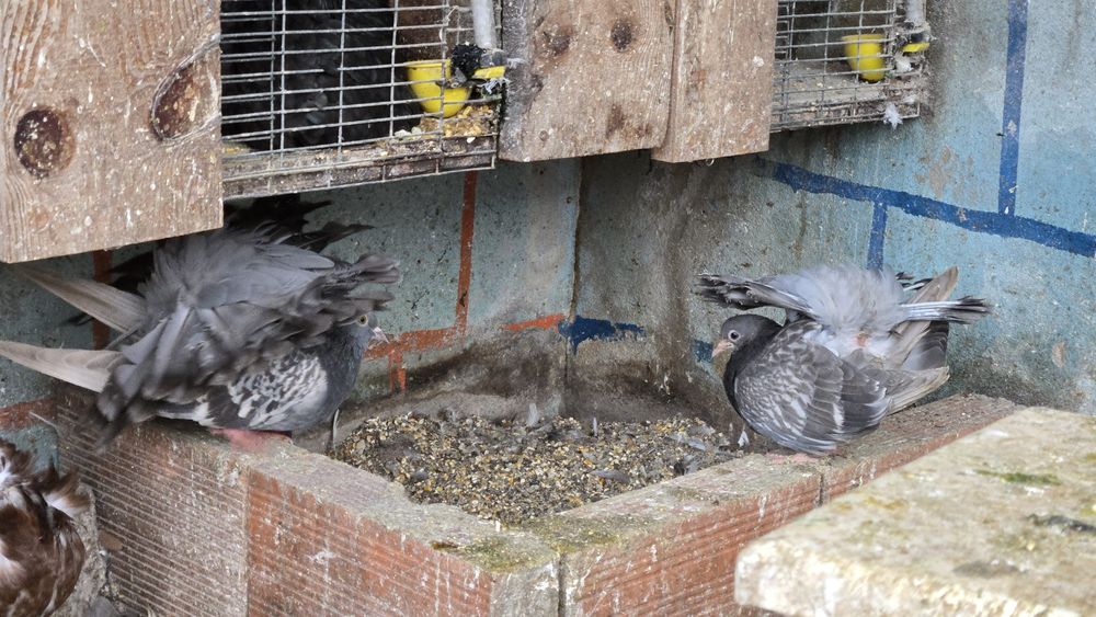 Pombas rabo de leque duplo