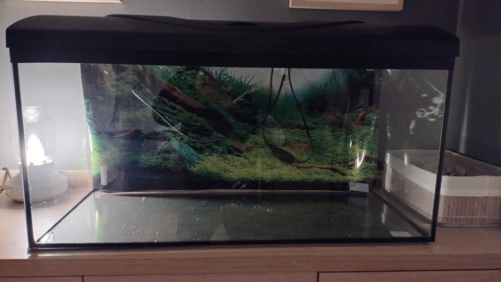 Akwarium z pokrywą LED  Diversa 80 Startup + full wyposażenie