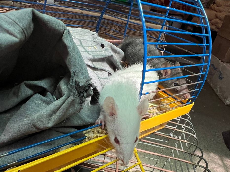 Біленький щурик (ручні)