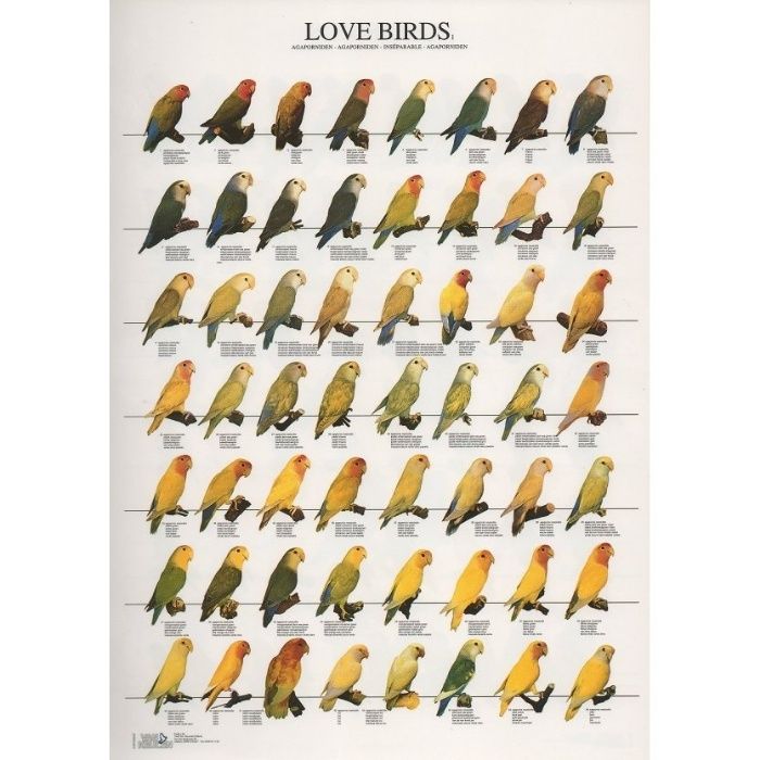 Cartaz poster de aves, passaros, nomes em varias linguas, mutações