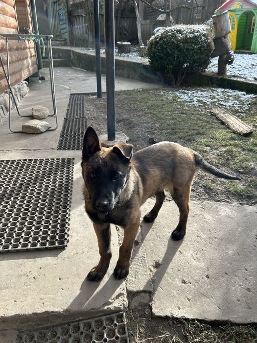 Бельгійська вівчарка