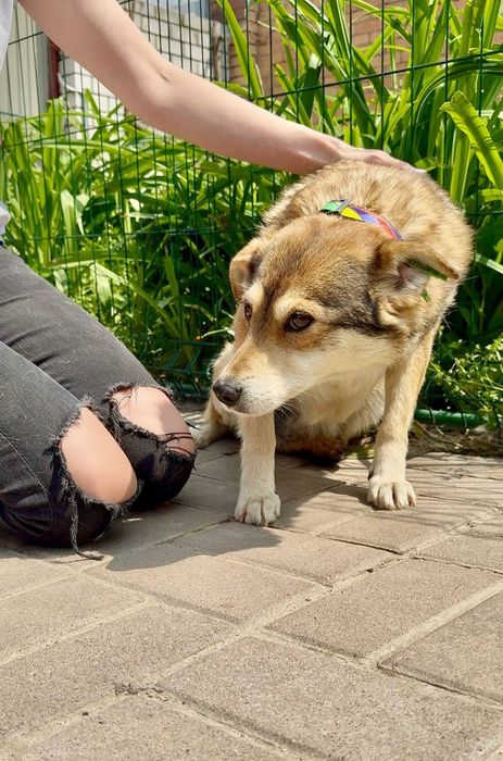 Собачка Мальва шукає людину