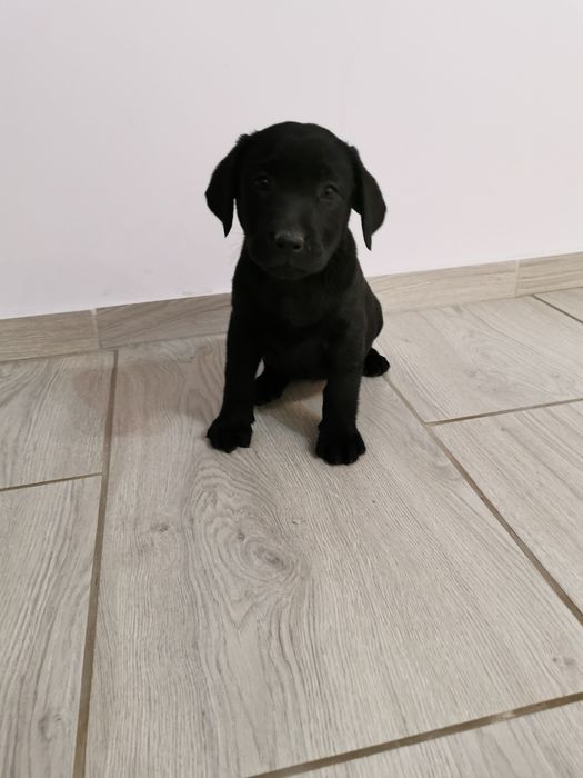 Labrador czarny samiec