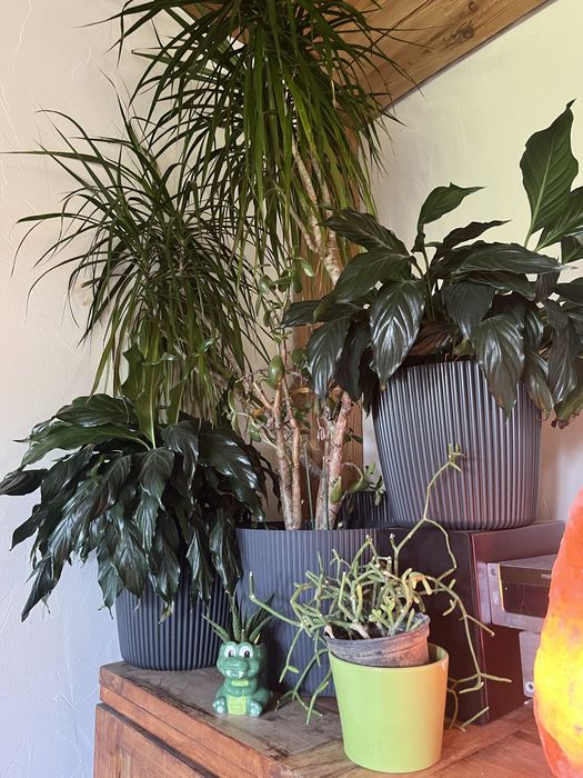 Rosliny doniczkowe zamia dracena skrzydlokwiat