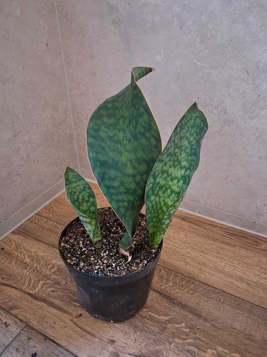 Sanseveria masoniana