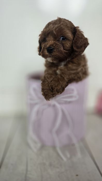 Cavapoo/ chłopczyk/ REZERWACJA