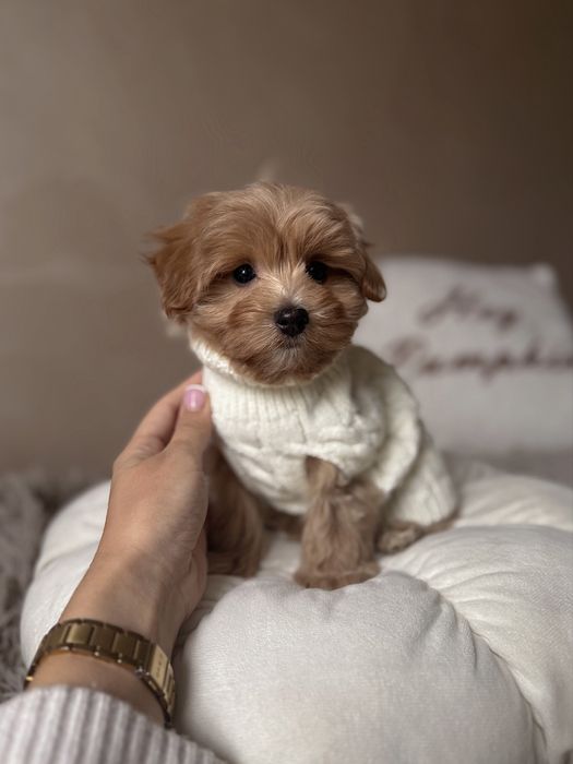 Чарівний хлопчик мальтипу, міні, Ф1